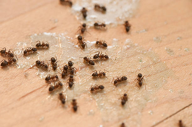 Best Mosquito Control Services  in , NY
